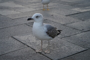 seagull on the pier