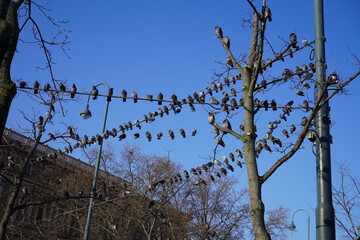barbed wire fence against blue sky