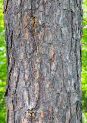 Close-up with the texture of the stem of a Pinus tree