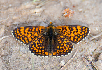 Close-up of a Melitaea cinxia butterfly sitting on the ground with open wings