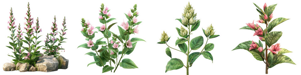 Turtlehead Plants  Hyperrealistic Highly Detailed Isolated On Transparent Background Png File