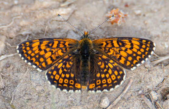 Close-up of a Melitaea athalia butterfly sitting on the ground with open wings