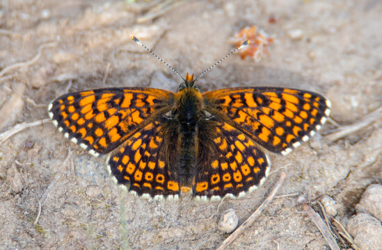 Close-up of a Melitaea athalia butterfly
 with open wings