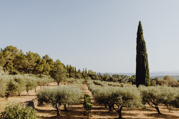 Champs d'oliviers en Provence