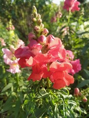 Fototapeta premium pink rose bush