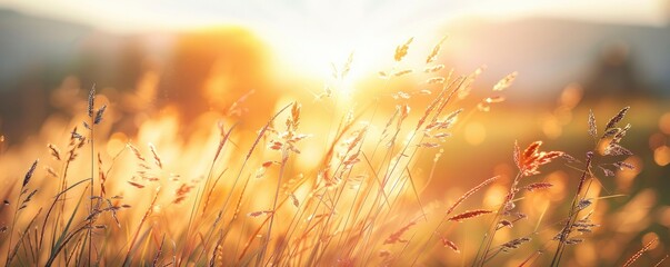 Close up of the sun shining through tall grasses in an open field. The background is blurred with light rays