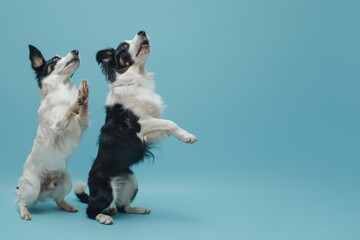 Dog Obedience Training on Blue, Jack Russell and Border Collie Trick Banner, Begging Behaviour