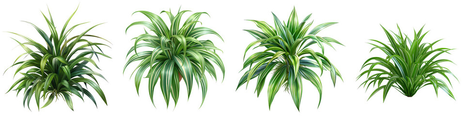 Spider Plant  Hyperrealistic Highly Detailed Isolated On Transparent Background Png File