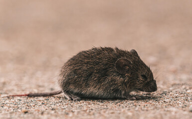 small shrew