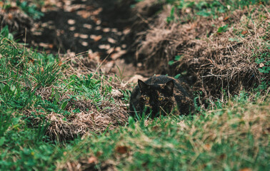 a cat lying in wait