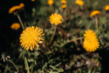 Bright yellow blooming dandelions on a sunny day