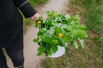 A female gardener holds in her hands a bucket of celandine, a green medicinal healing plant for...