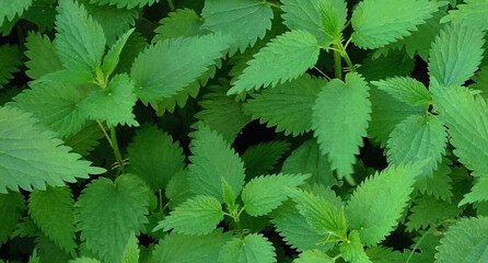 Young nettles growing at the beginning of spring.