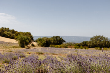Champs de lavande en provence