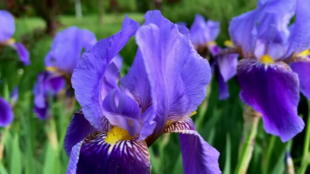 Violet iris flower in bloom. Iris flower on blurred sunrise background, in a spring garden, beautiful outdoor floral background with soft focus. Backlit.