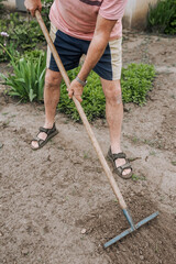 An adult male retired gardener rakes the soil in a garden outdoors.