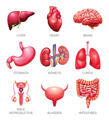 Human internal organs set. Liver, heart, brain, stomach, kidneys, lungs, male reproductive, bladder and intestines. Vector illustration