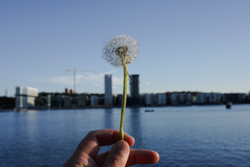 Cropped hand holding a dandelion against cityscape