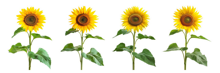 Set of A Sunflower on a transparent background