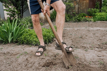 An elderly man, a retired gardener, digs soil with a shovel in his hands in the spring in the...