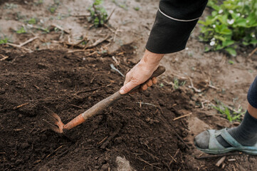 A woman gardener loosens the soil with a hoe and garden tool. Photography, agriculture concept.