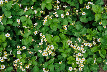 Background, texture of blooming strawberry flowers, green leaves, foliage in the garden. Nature photography, top view.
