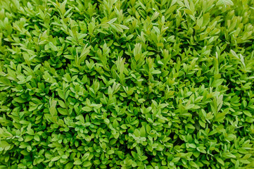 Background of green leaves of boxwood bush, an evergreen plant in the garden. Close-up nature photography.