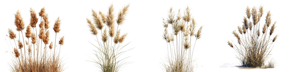 Prairie Dropseed Plants  Hyperrealistic Highly Detailed Isolated On Transparent Background Png File