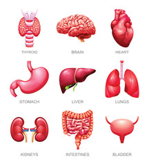 Set of human internal organs. Thyroid, brain, heart, stomach, liver, lungs, kidneys, intestines and bladder. Vector illustration