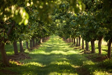 Fototapeta na wymiar Spring Perspective of a Lush Walnut Orchard in California, with Rows of Fruit Trees and Green