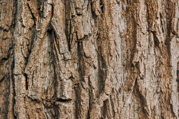 Background, texture, surface of dry tree bark in the forest. Nature photography.