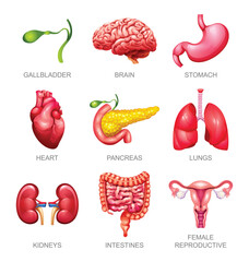 Set of human internal organs. Gallbladder, brain, stomach, heart, pancreas, lungs, kidneys, intestines and female reproductive. Vector illustration