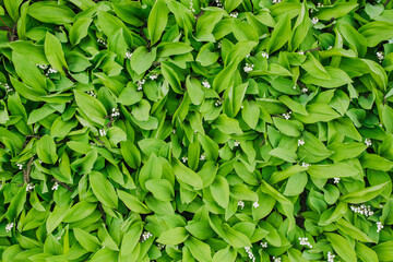 Background, texture of green leaves, foliage, bloom of wild blooming lily of the valley flowers in...