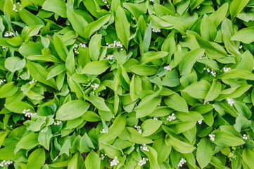 Background, texture of green leaves, foliage, bloom of wild blooming lily of the valley flowers in spring. Nature photography, top view.