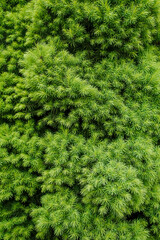 Background, texture of green spruce, coniferous evergreen conica tree. Close-up photograph of...