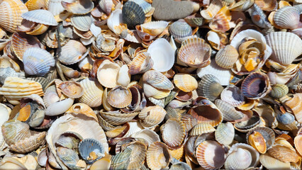 Colorful small seashells on the seashore