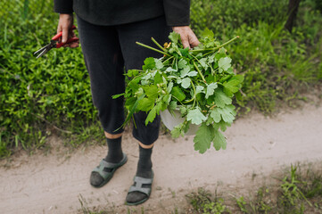A female gardener holds a pruning shear and a bucket with cut celandine, a green medicinal healing plant for health against diseases. Close-up photography, nature, medicine.