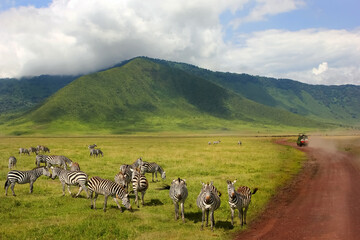 Zebras against mountains and clouds.  Safari in Ngorongoro Crater National park. Tanzania. Wild...