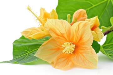 Papaya Flower - Fresh and Bright Bloom Isolated on White Background for Vegetarian Cuisine