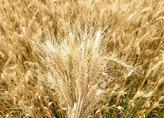 A small bouquet of wheat spikelets on the background of a wheat field