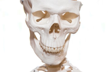Skelett Kopf - Nahaufnahme Knochen