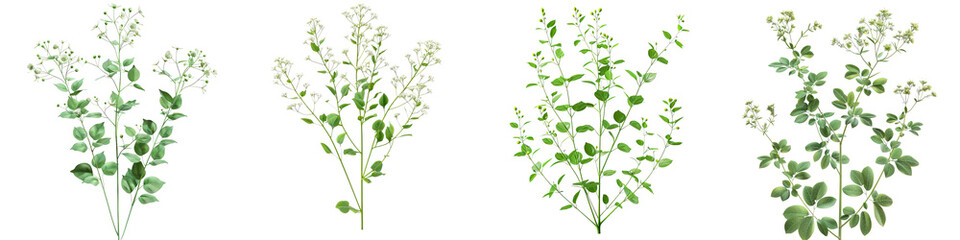 Meadow Rue Plants  Hyperrealistic Highly Detailed Isolated On Transparent Background Png File