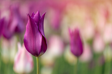 Tulips on sunny spring day in a park. Beautiful colorful flower background. Pink tulip