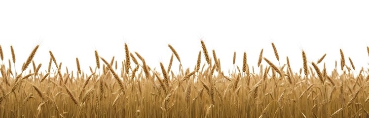 A field of golden wheat stalks with their heads swaying in the wind against a plain white background