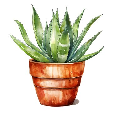 green aloe vera plant terracotta pot clip art preview