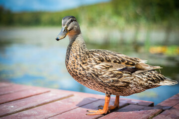 duck on the lake