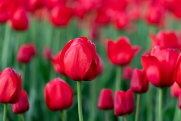 Field of red tulips in a park in spring. Flowers background. Beautiful landscape in springtime.