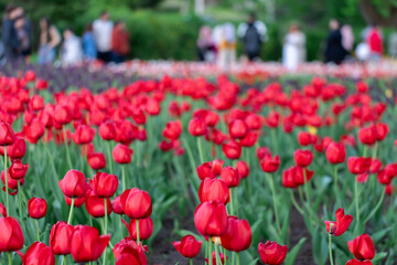 Spring red flowers in park with walking people. Tulip festival in Ottawa, Canada.