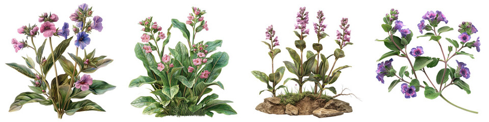 Lungwort Plants Hyperrealistic Highly Detailed Isolated On Transparent Background Png File