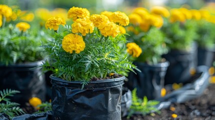 Yellow Marigold seedlings in a black nursery bag. Ornamental flower waiting to be put into the ground or used to decorate the place to create beauty and freshness.